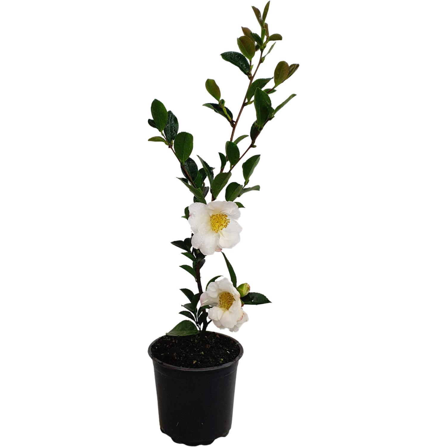 Camellia sasanqua 'Setsugekka'