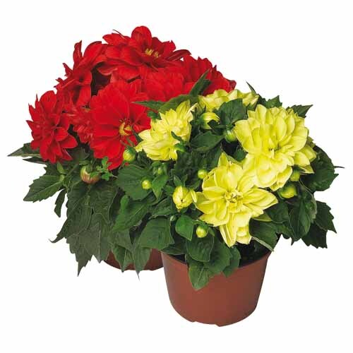 Dahlia Patio Asst