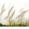 Splashback Glass 900 x 750mm Feathery Fronds