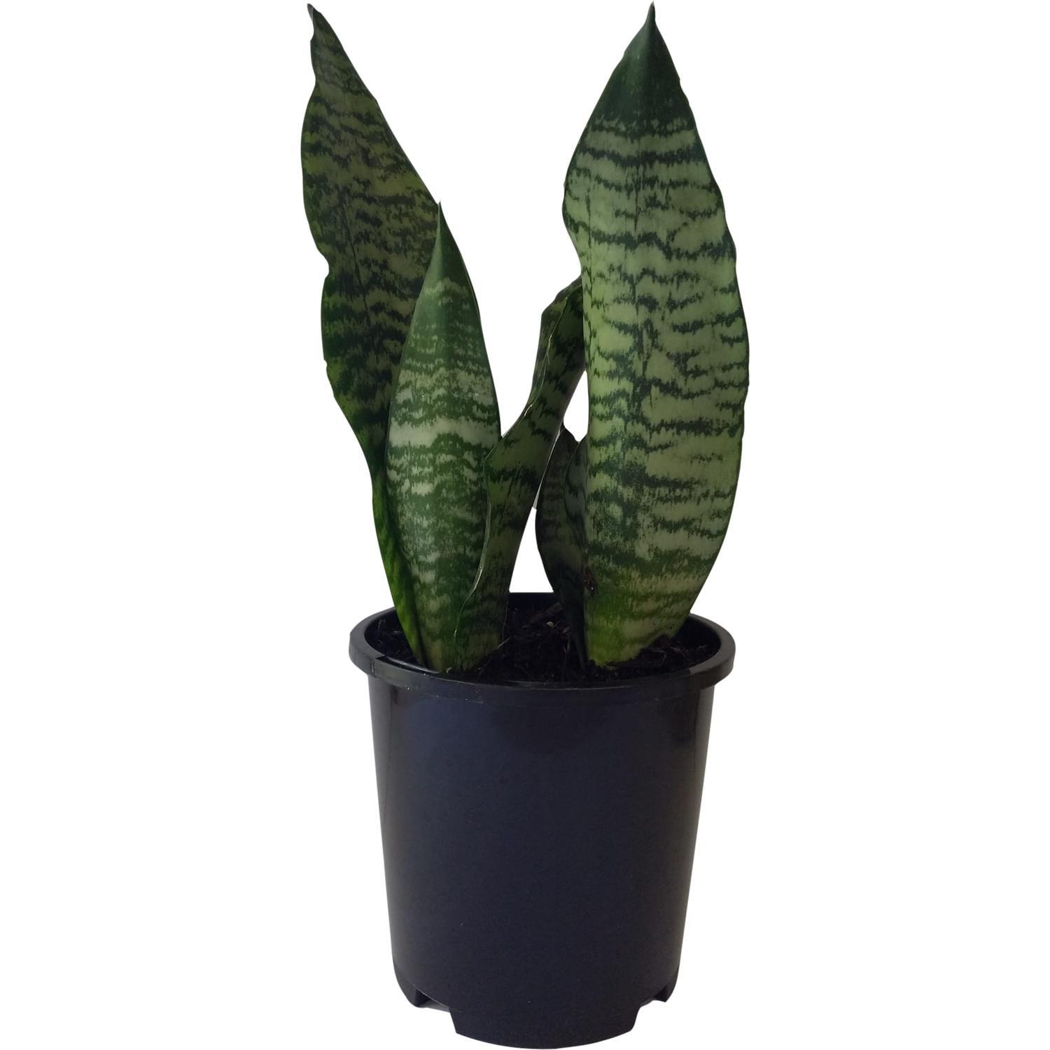 Sansevieria 'Snake Plant' Futura Black Coral  14cm