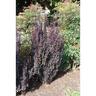 Berberis x Helmond Pillar