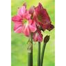 Amaryllis Hippeastrum 'Rosalie'