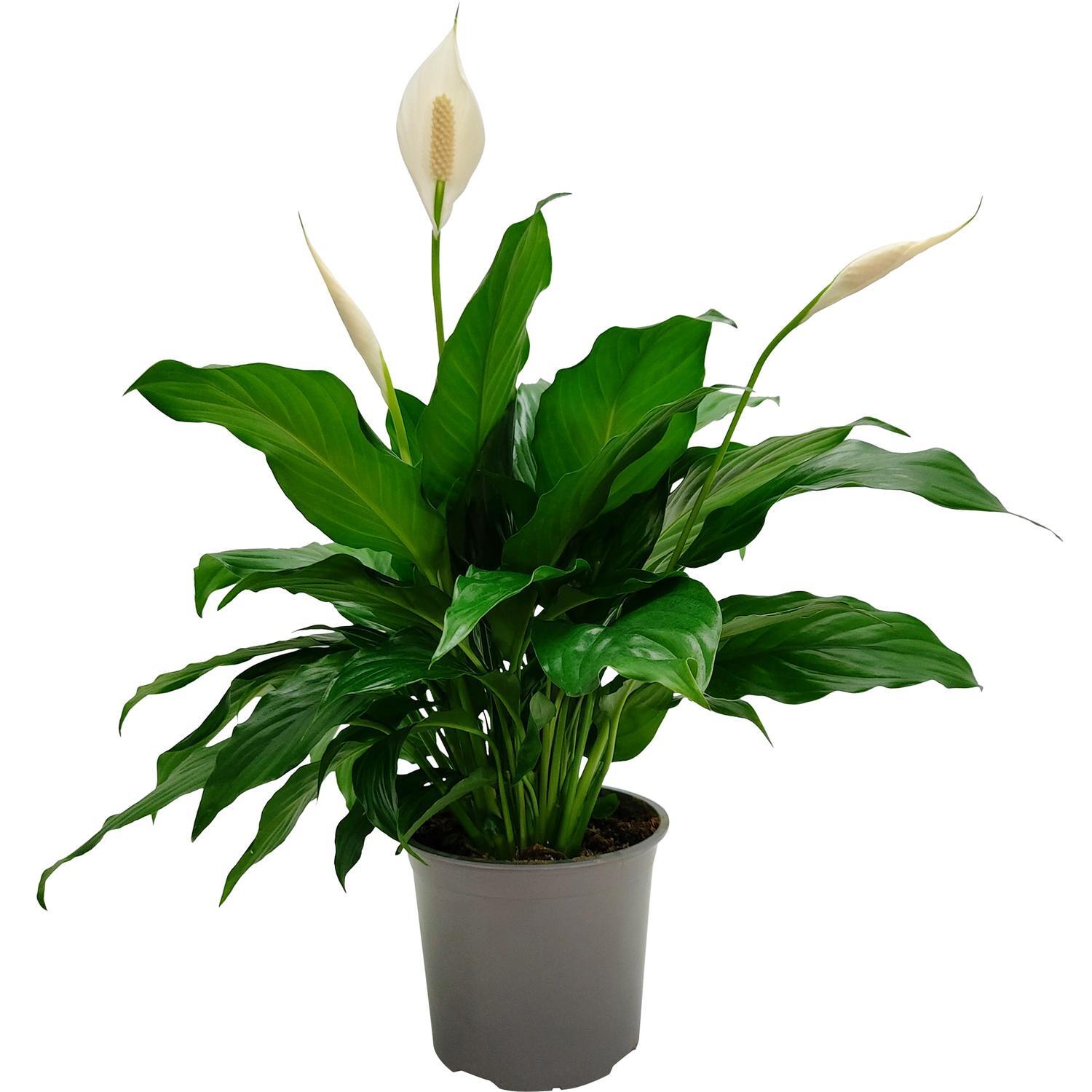 Spathiphyllum 'Peace Lily' Flower Bunch 15cm