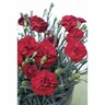 Dianthus Passion