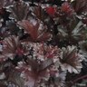 Heuchera Dark Secret