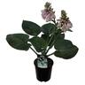Hosta Love Pat