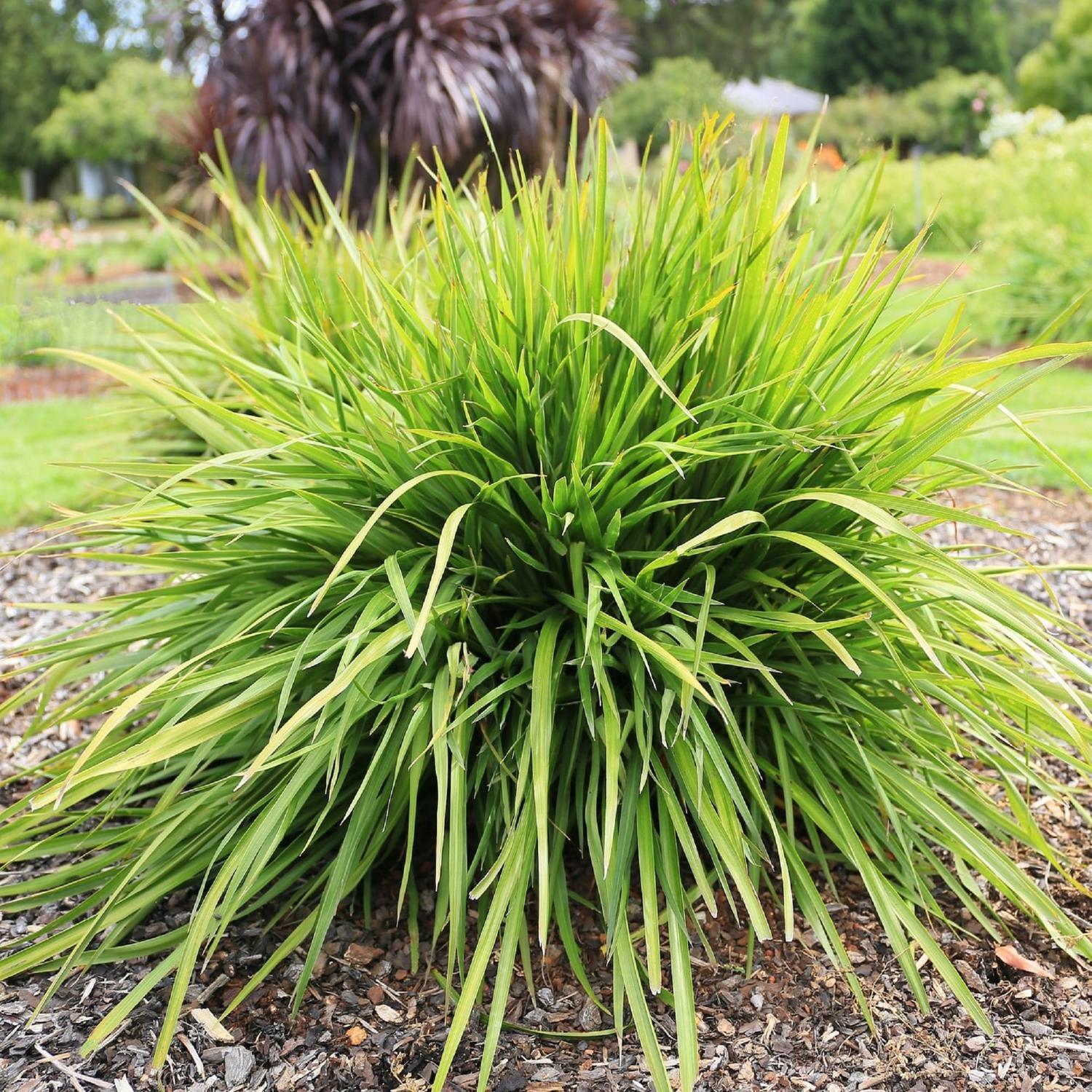Cordyline Lime Fountain