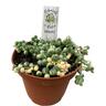 String of Pearls Variegated