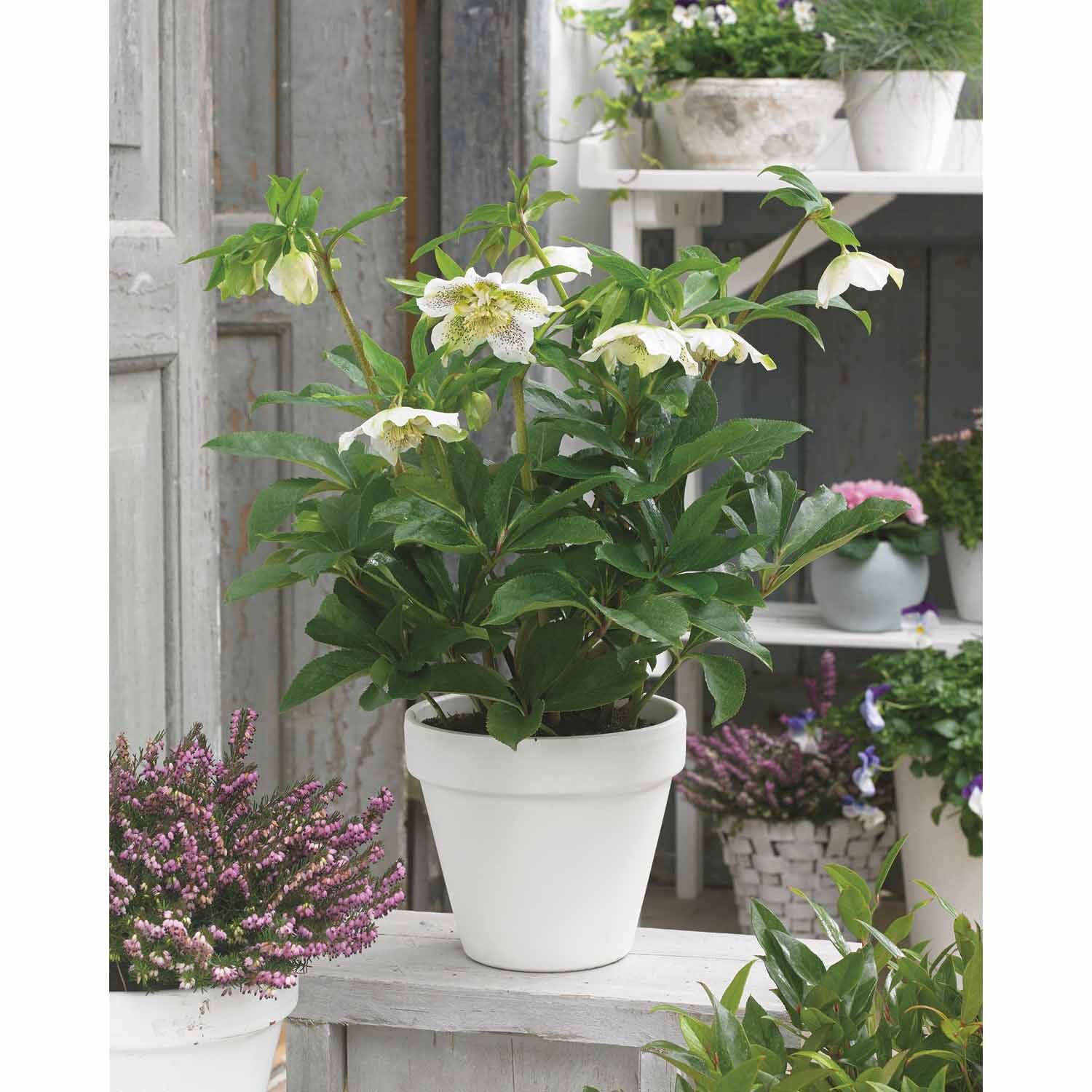 Hellebore Tutu White