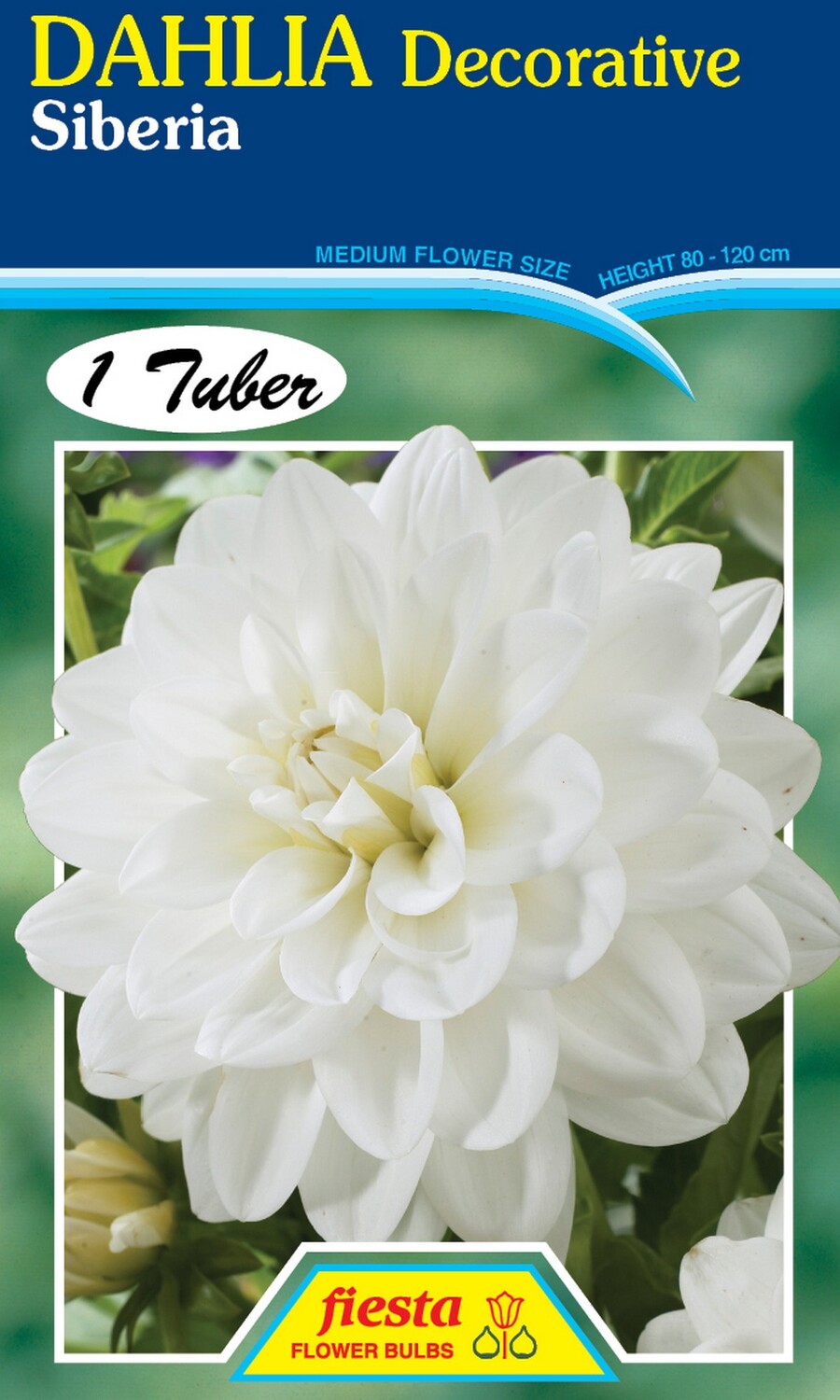 Dahlia Decorative Siberia 1 Pack
