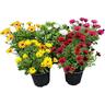 Osteospermum Margarita Assorted