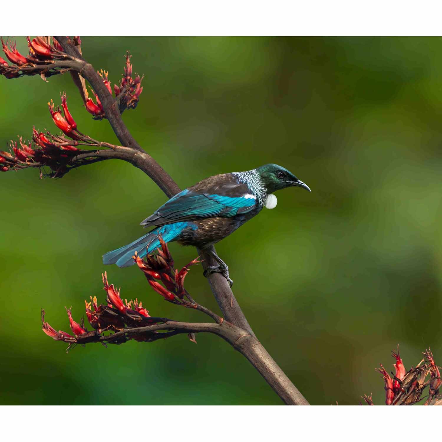 Splashback Tui