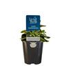 Sage Variegated