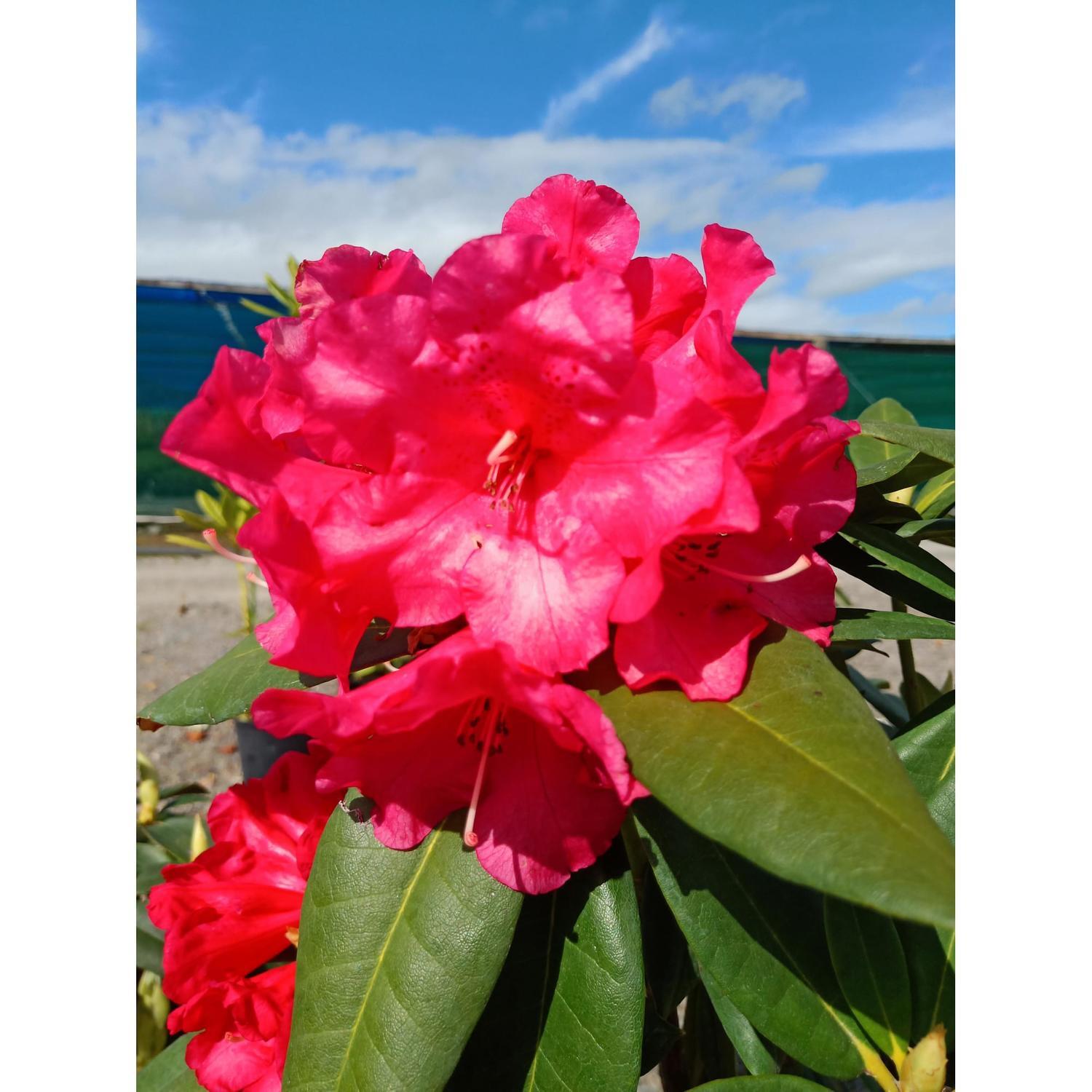 Rhododendron Heart's Delight