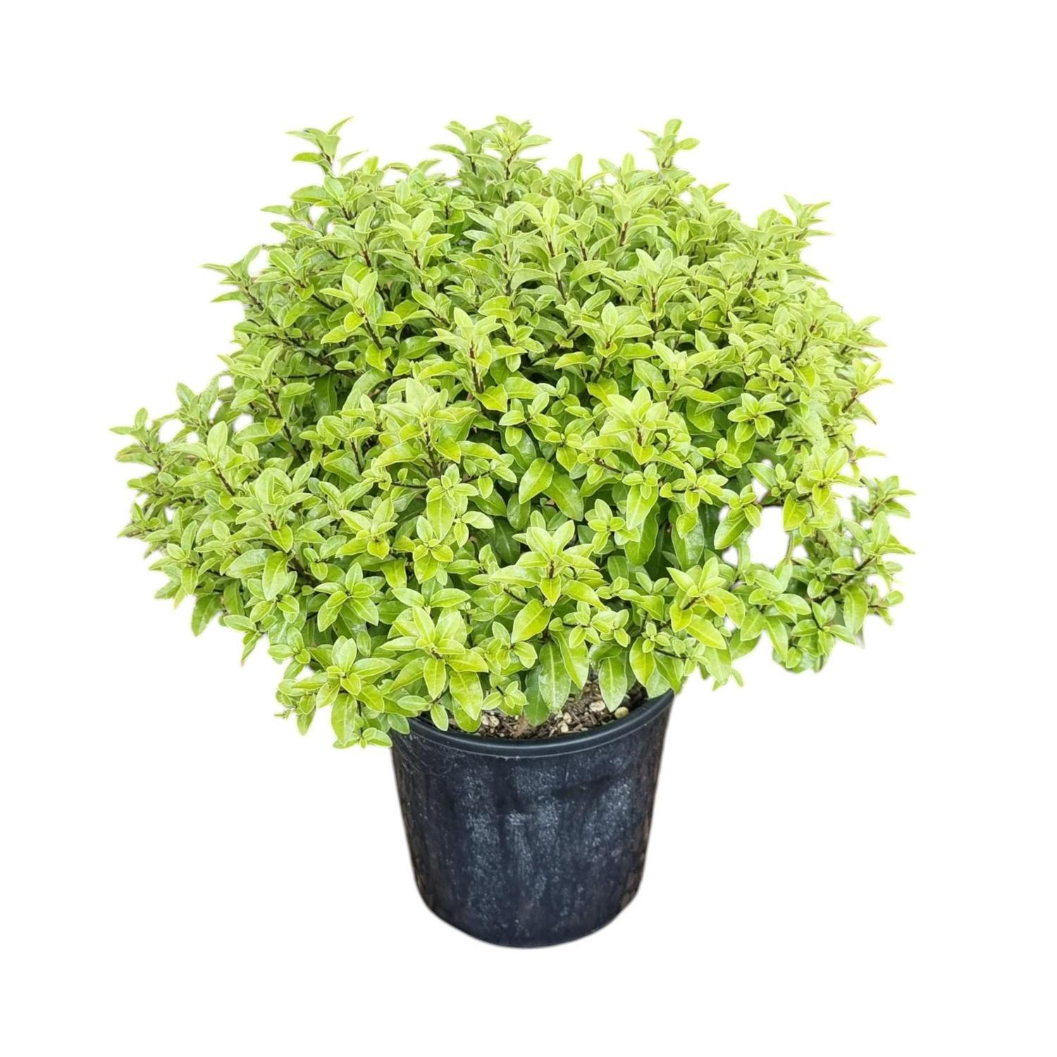 Pittosporum Little Gem 'Frankies Folly' 4L
