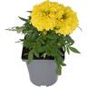 Flowering Colour