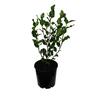 Griselinia Broadway Mint