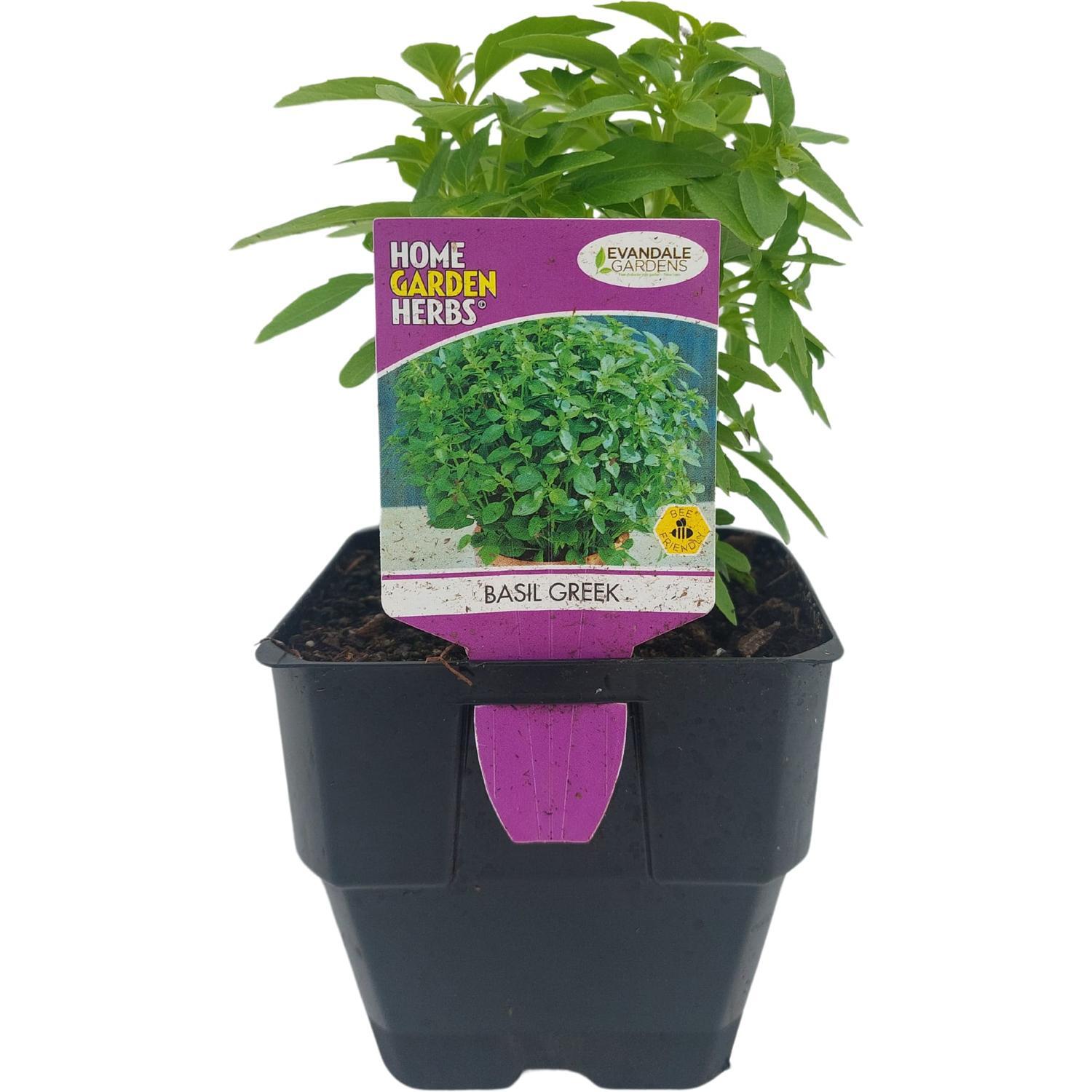 Basil Greek