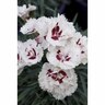 Dianthus  Coconut Sundae