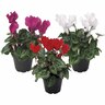 Micro Cyclamen