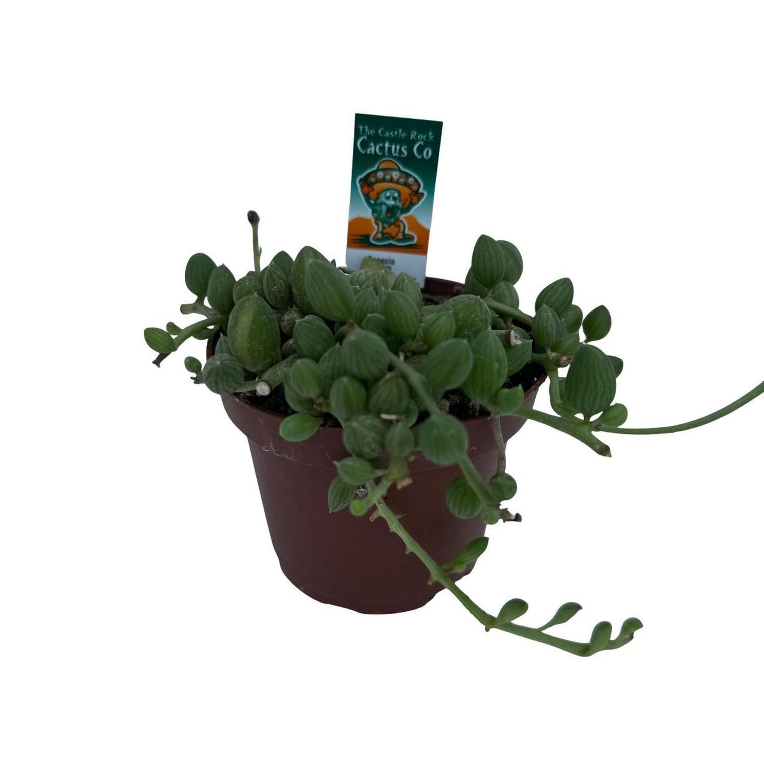 String Of Watermelons
