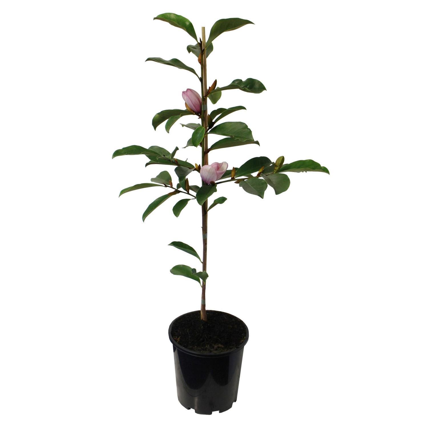 Michelia Paton Pink