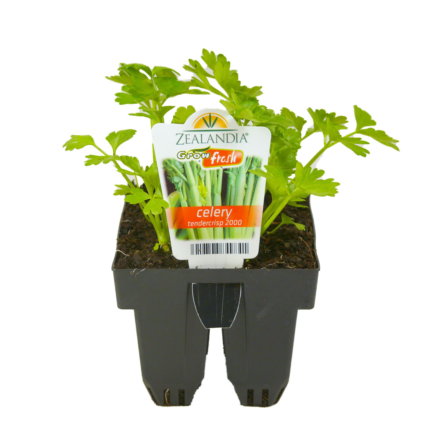Celery Tendercrisp 2000