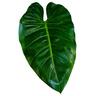 Philodendron Giganteum