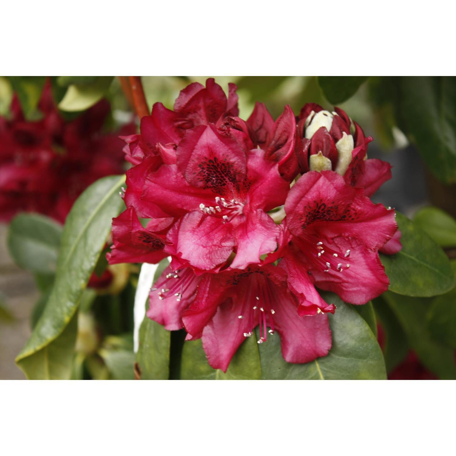 Rhododendron Mrs Jamie Fraser
