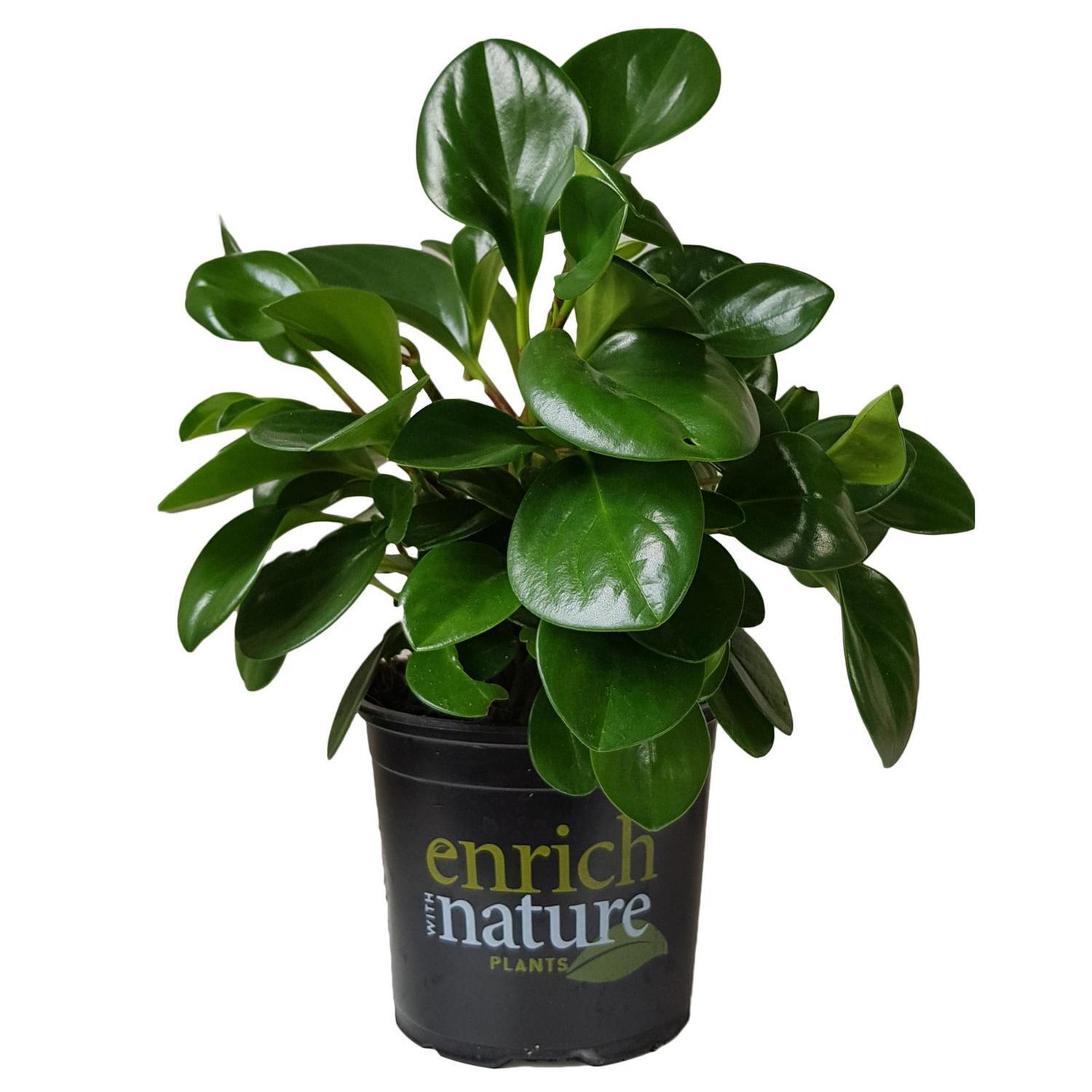 Peperomia Obtusa 'Jade'