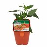 Chilli Birdseye Hot
