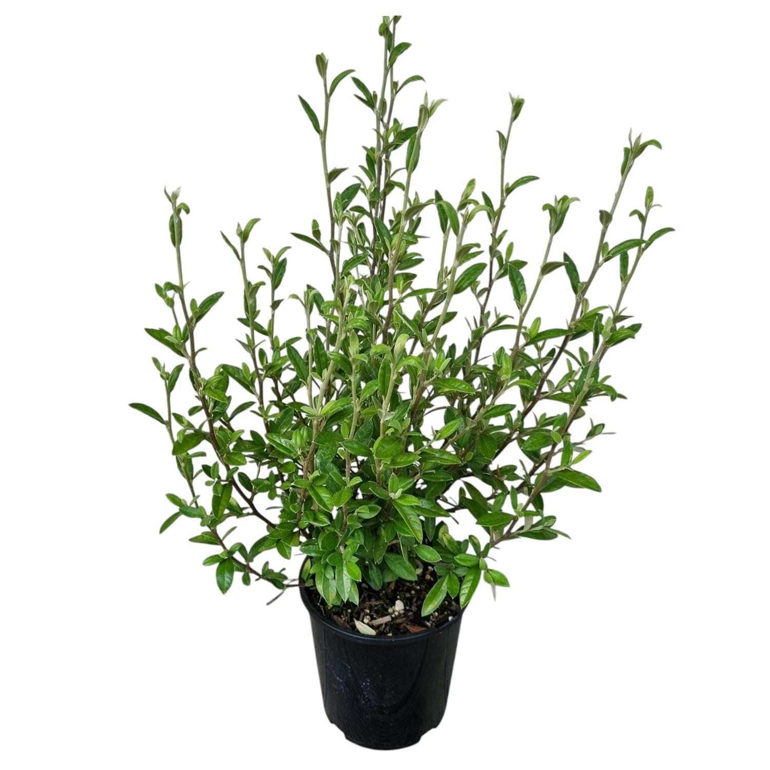 Corokia Geentys Green 2L
