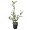 Photinia Red Robin 4L