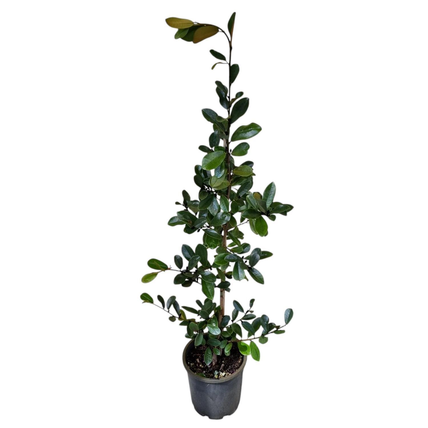 Michelia Gracipes 4L