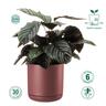 Recycled Plastic Cleo Pot 15cm Claret  Claret