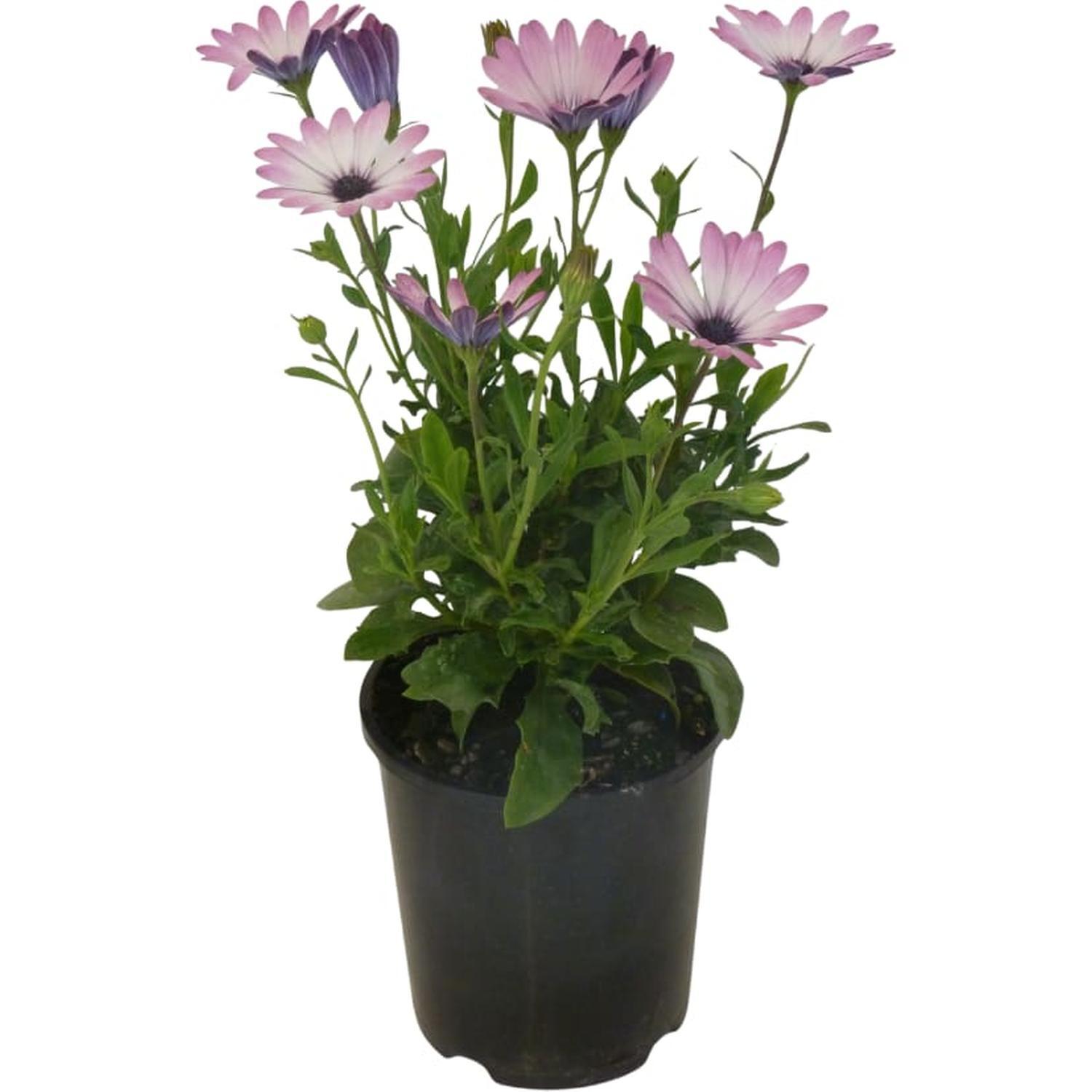 Cape Daisy Sideshow