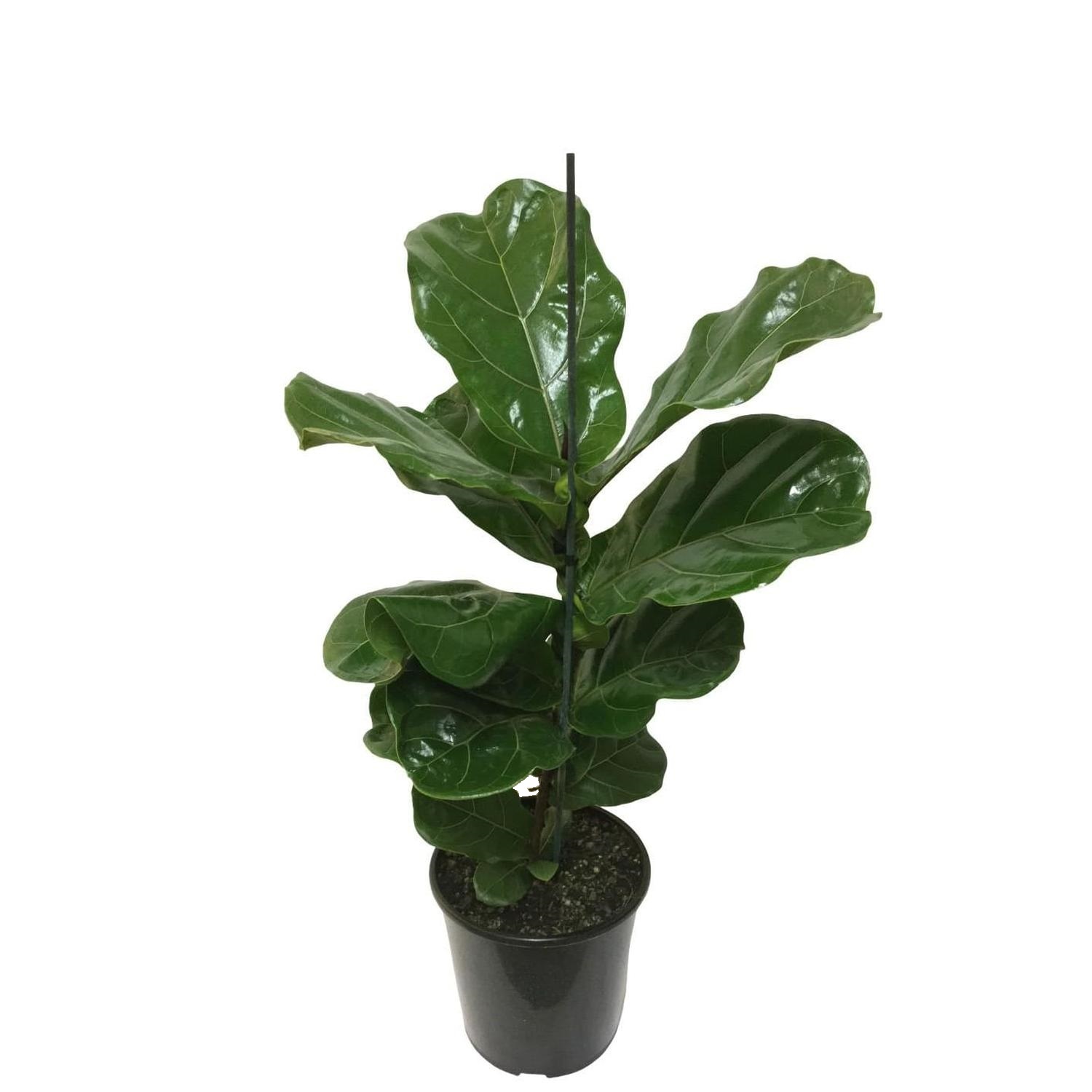 Ficas Lyrata 'Fiddle Leaf Fig'  8 Litre