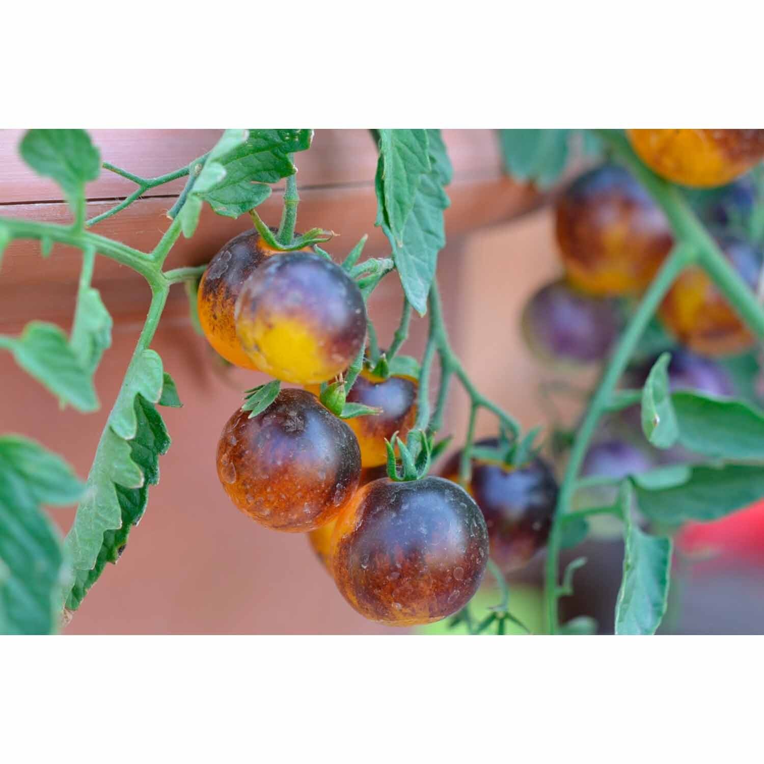 Tomato Indigo Fireball Premium