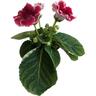 Gloxinia