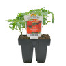 Tomato Early Girl