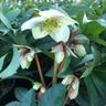 Helleborus Emma 2.4 litre Green