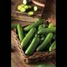 Cucumber Picolino Mini