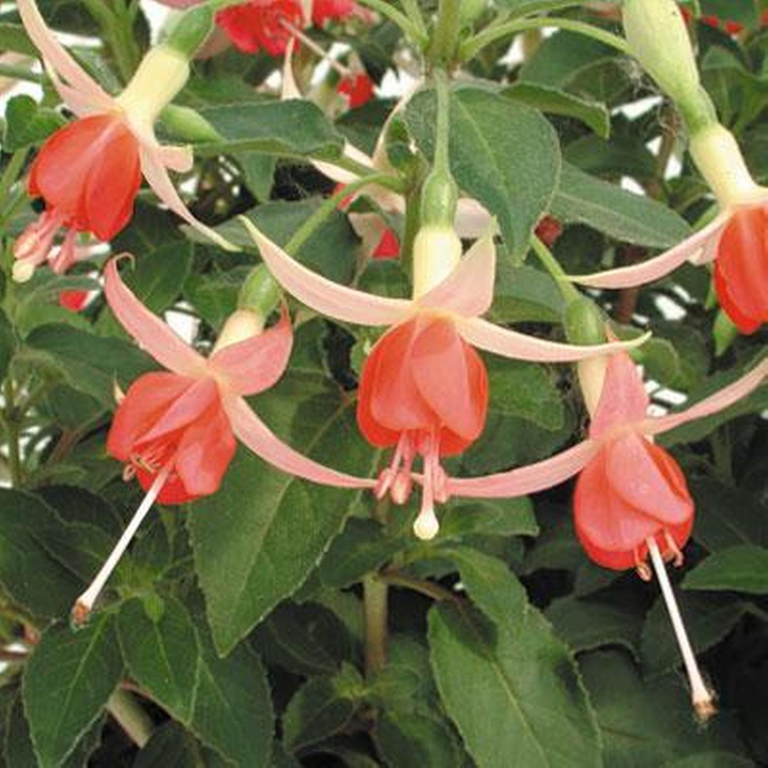 Fuchsia Peggy