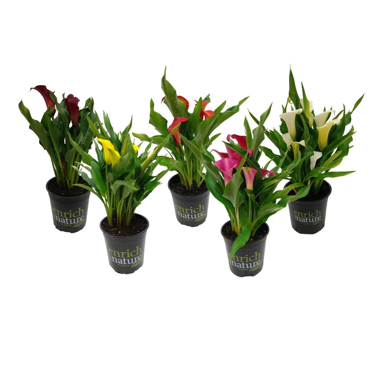 Zantedeschia 17cm