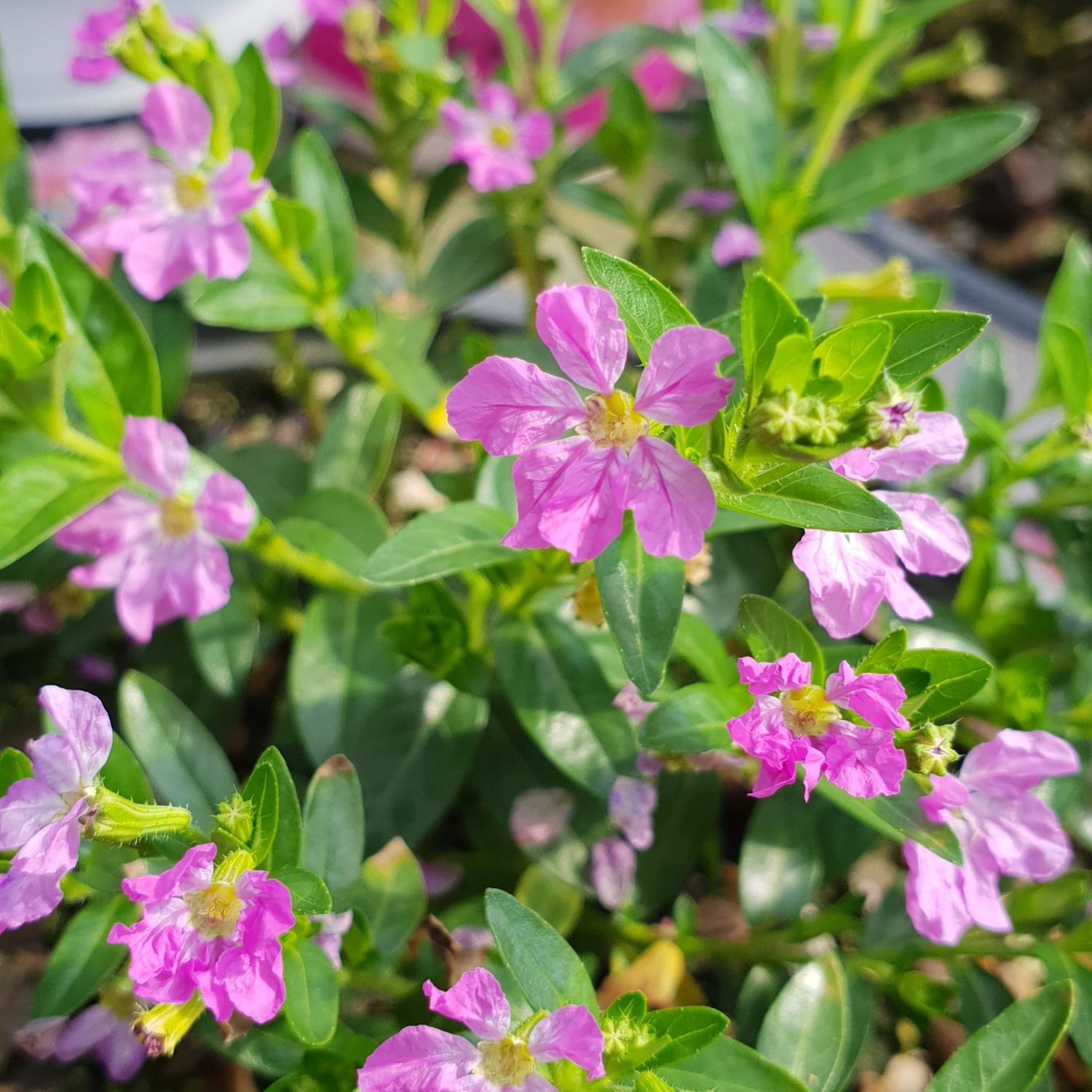 Cuphea Mexicana
