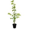 Ulmus Louis van Houtte