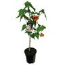Abutilon Peach 2.5 litre