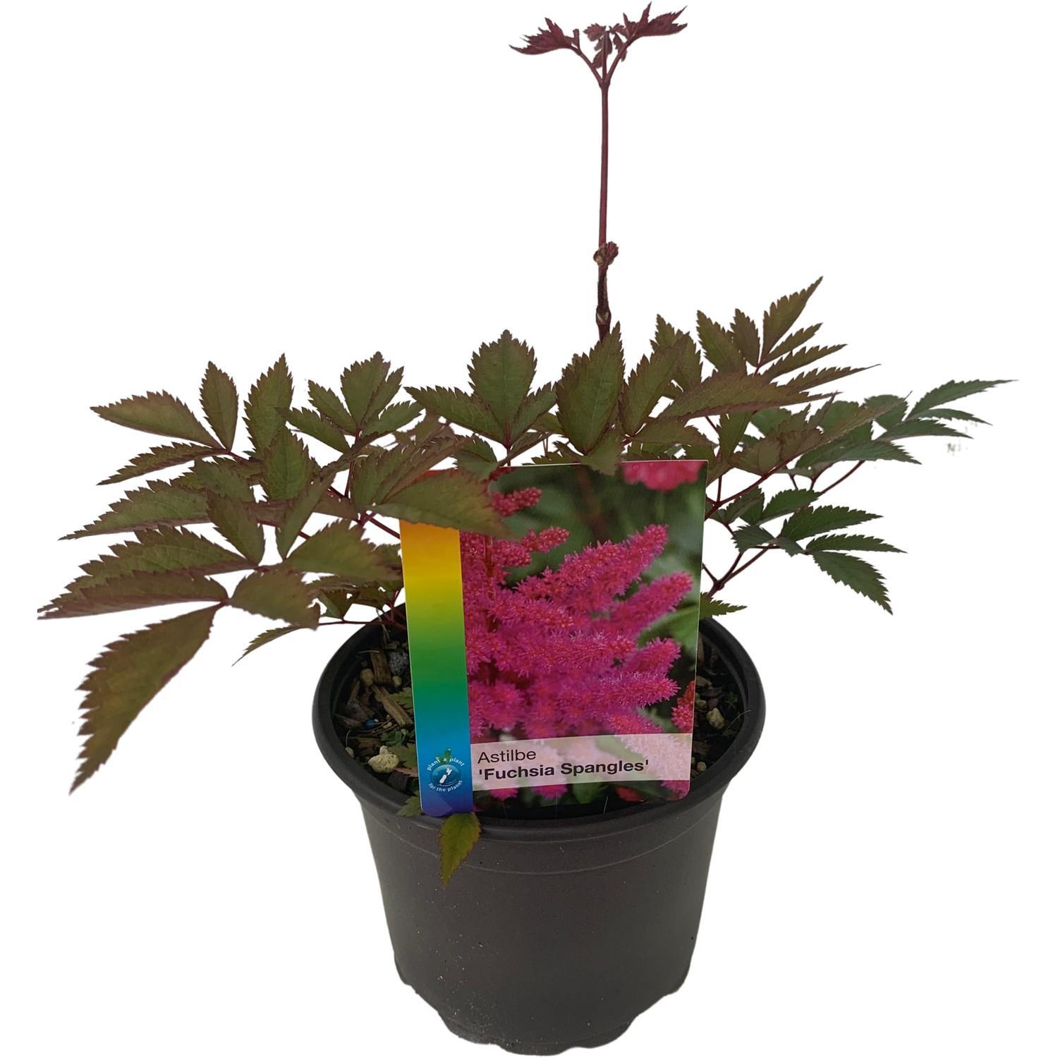 Astilbe Fuchsia Spangles