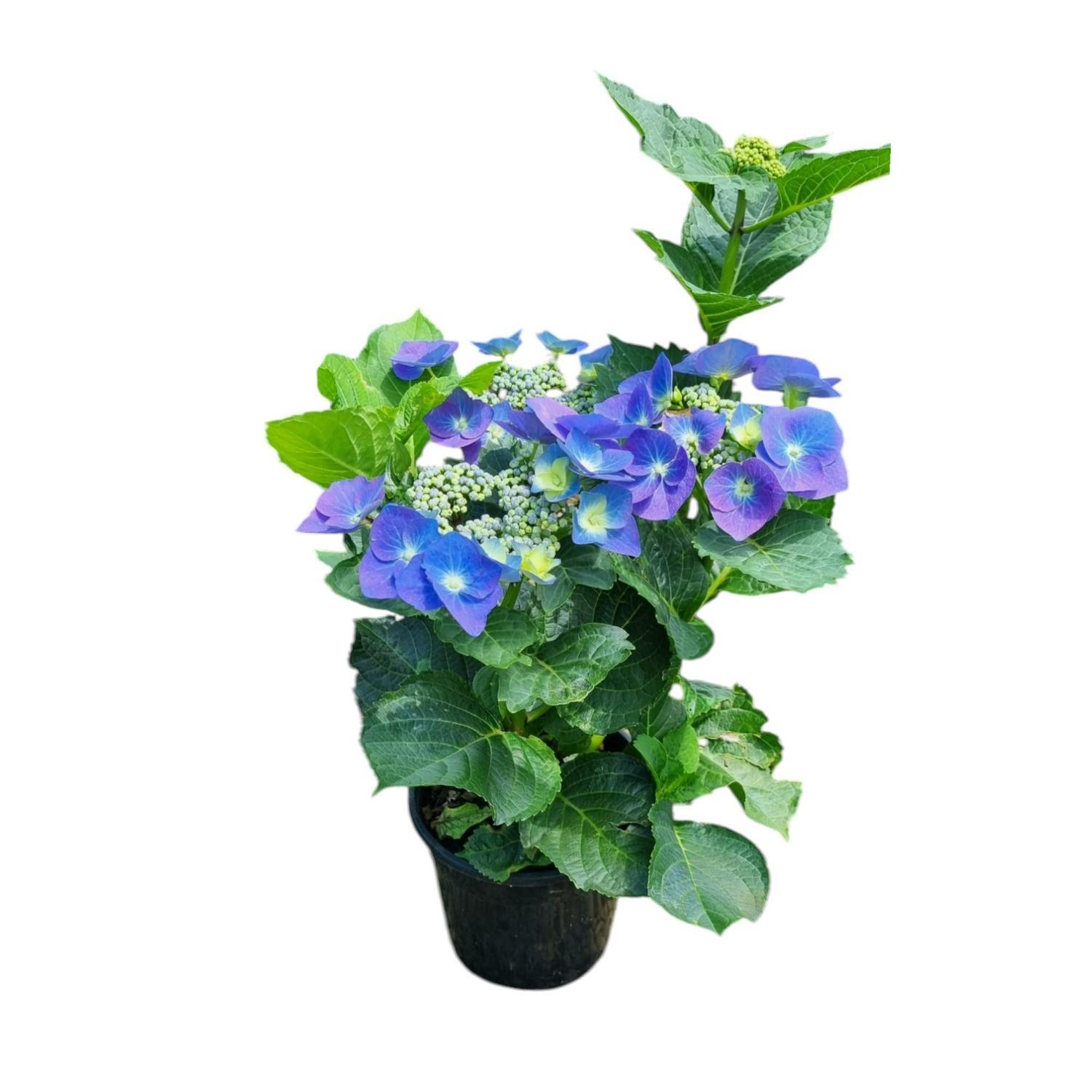 Hydrangea Nightingale 4L