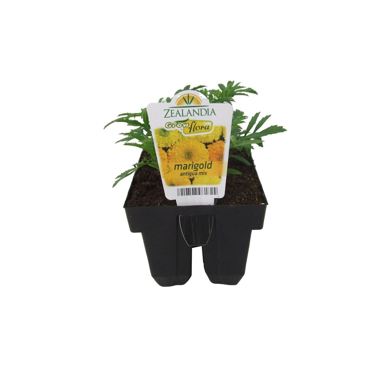 Marigold Antigua